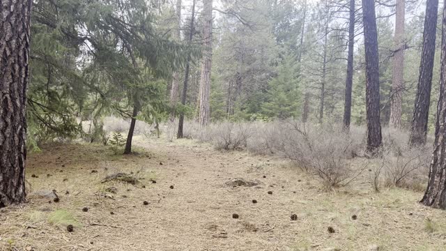 BEST Campsites – #6, #5, #4 – Candle Creek Campground – Metolius River – Central Oregon – 4K
