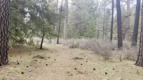 BEST Campsites – #6, #5, #4 – Candle Creek Campground – Metolius River – Central Oregon – 4K