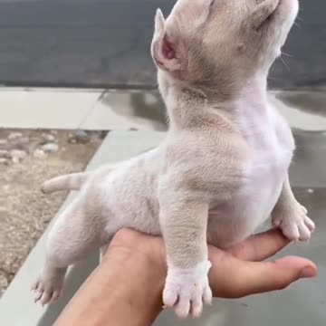 This is the superhero we all need..🐶🐾🦸😅😍