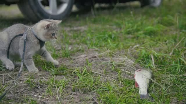 British shorthair cat walking near spear fishing - plays with Freshwater Fish