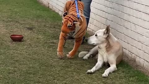 Prank Dogs with a fake tiger LOL interesting !!!!!!