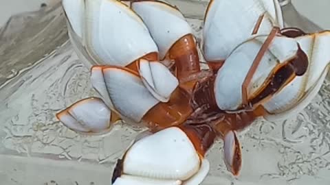 Diversity of marine life is the most beautiful opportunity to avoid this