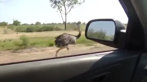 An ostrich runs at 70 km/h beside a car