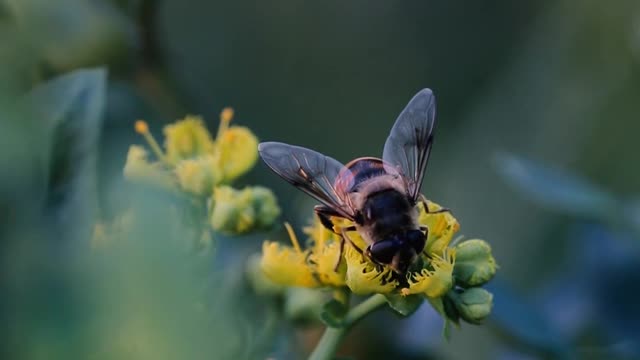 Abelha 🐝