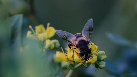 Abelha 🐝