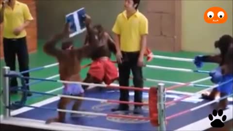 fun fight of the Monkeys in the boxing ring