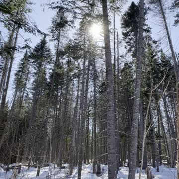 A shot to show the wind