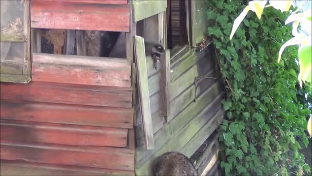 Baby Raccoons Are Cheeky - FUNNIEST