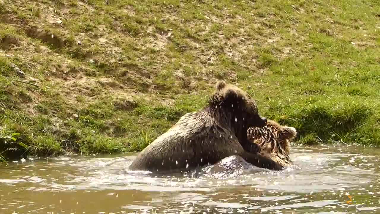 Bears roughhousing in the Brown Bear Valley at CERZA Zoo