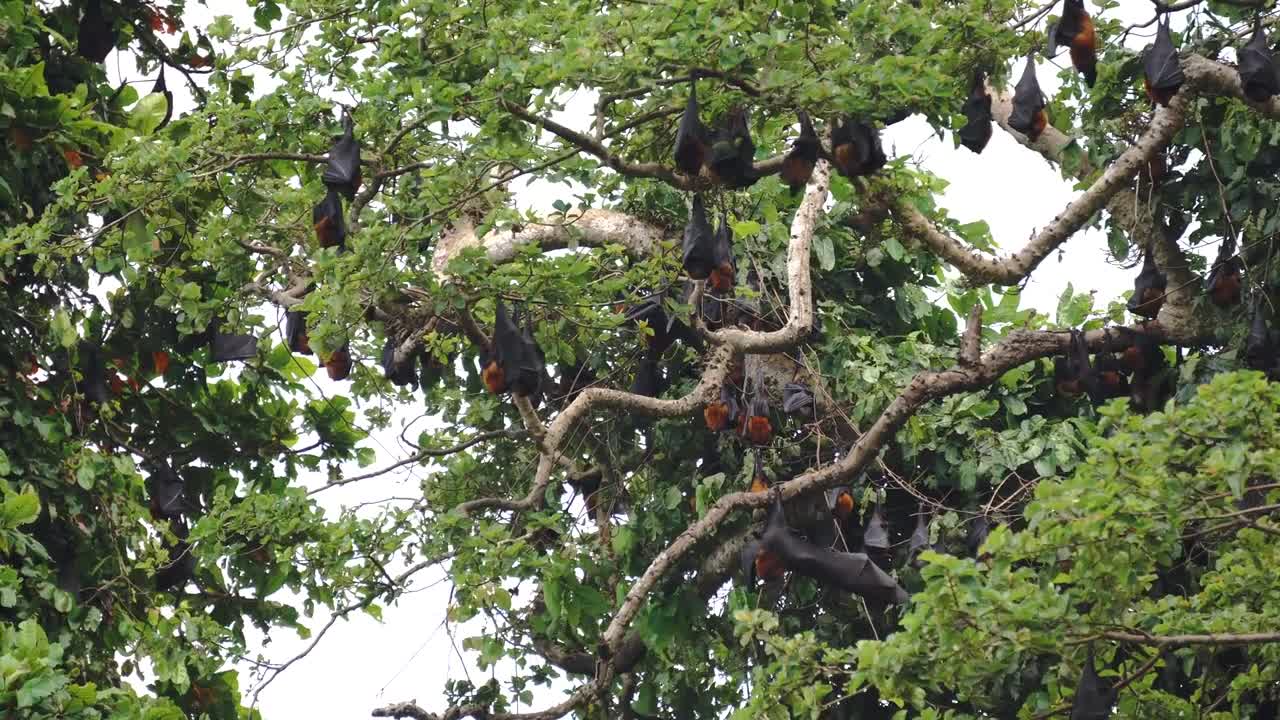 Endemic Pemba Island Red Flying Foxes on Trees Against Cloudy Sky. Zanzibar, Tanzania. Africa