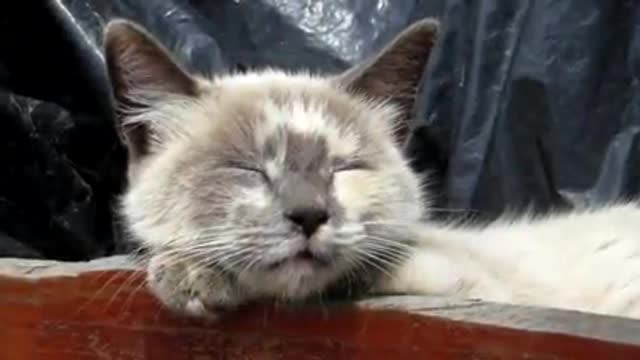 A sleeping cat