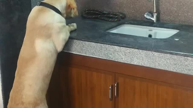 Tan dog sitting upright on top of counter