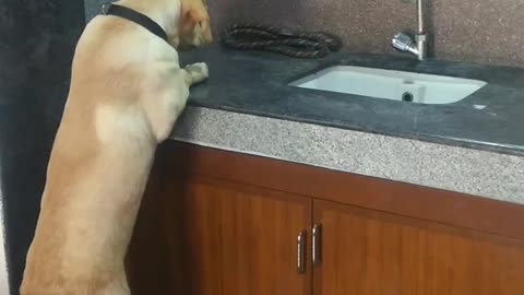 Tan dog sitting upright on top of counter