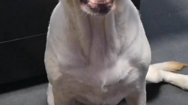 will never bite you