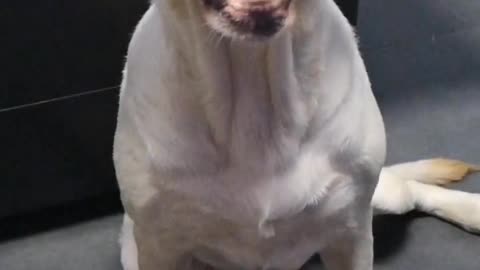 will never bite you