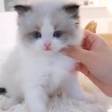 Cute cat video and Kittecat Video