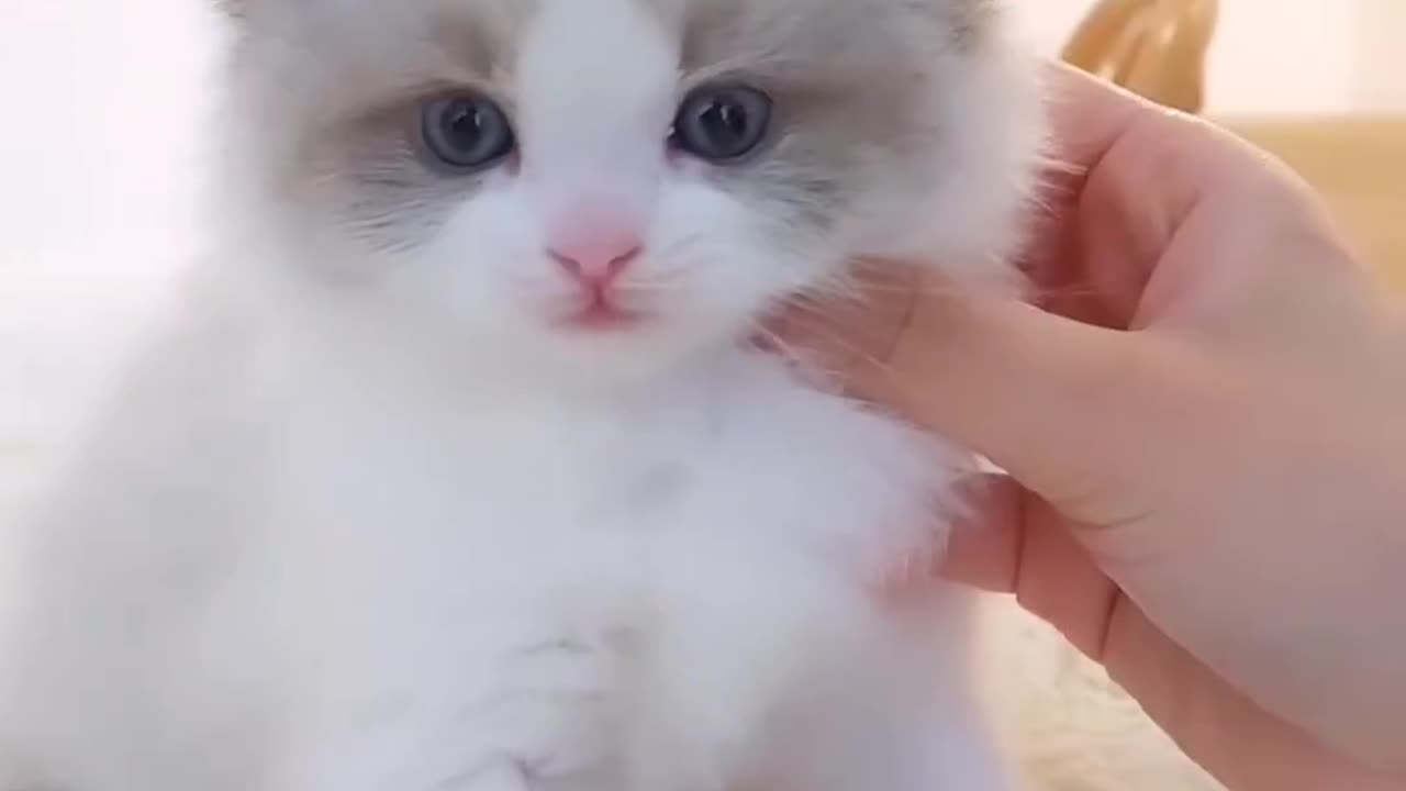 Cute cat video and Kittecat Video