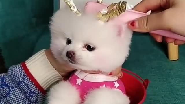 y2mate.com - Funny and Cute Dogs Videos Compilation 2021
