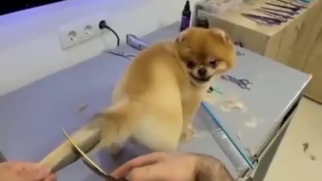 Dog Gets a Cute Haircut