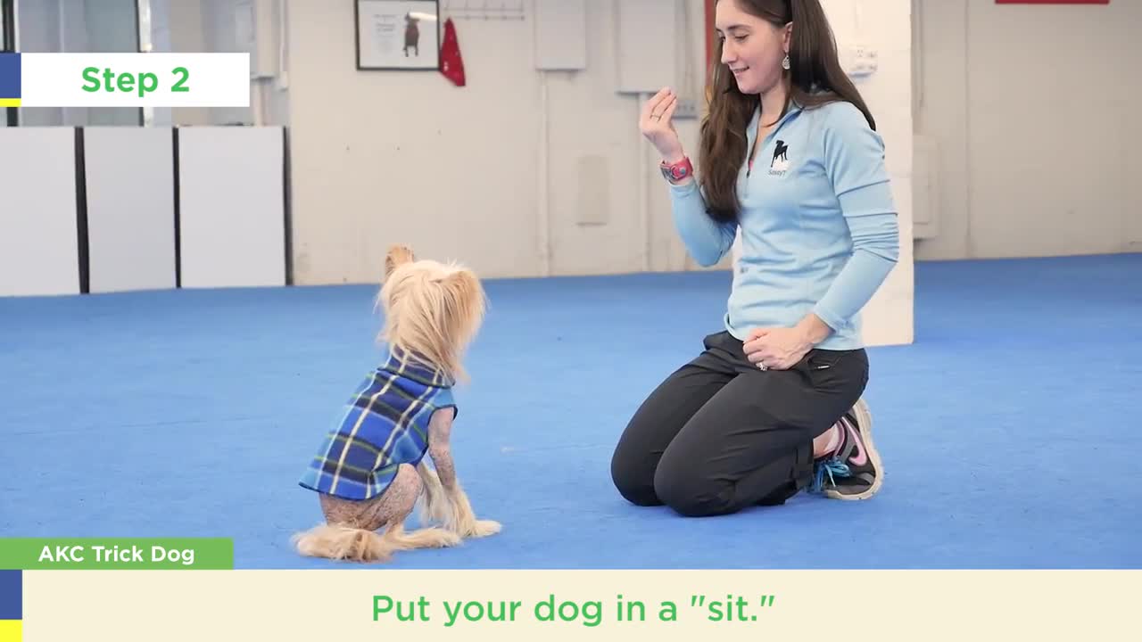 How to teach your dog