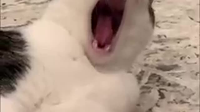 cute and funny cat video