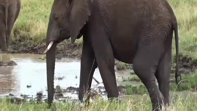 Elephant | Nature of the World