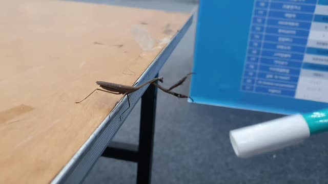 Aggressive mantis