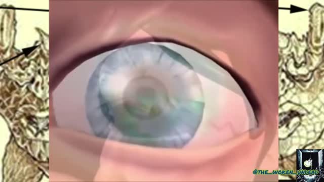 Reptilian Rabbit Hole