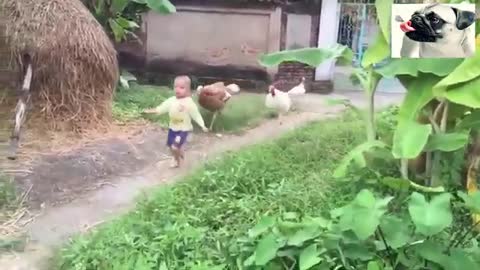 funny chickens Funniest