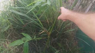 Watering the garden with Butterfly music