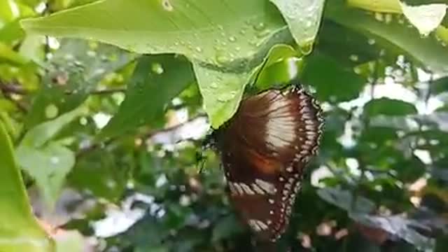 Beautiful Butterfly ||| Cute Animals