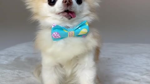get your tongue inside puppy