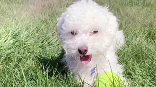 Best Veterinary Hospital Vancouver | Point Grey Veterinary Hospital Vancouver