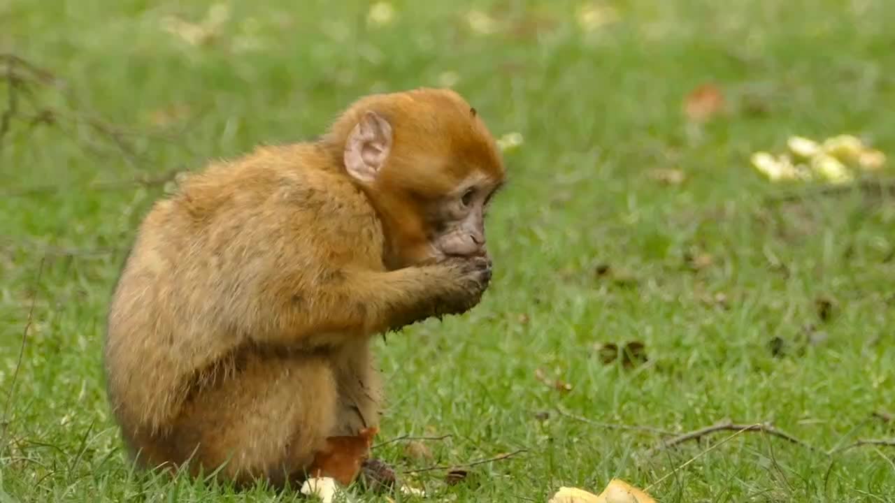 Monkey