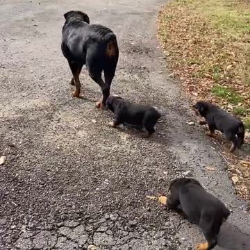 MOTHER DOG LEAD PUPPY'S WALKING AROUND THE YARD