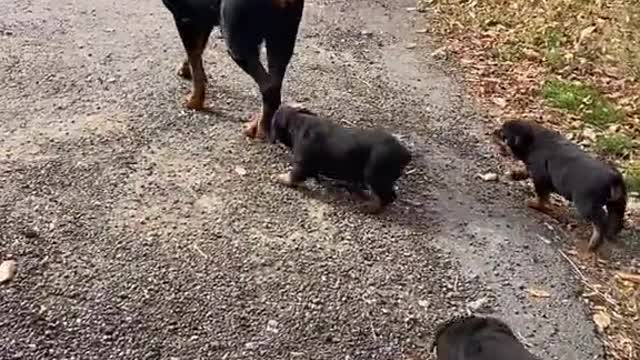 MOTHER DOG LEAD PUPPY'S WALKING AROUND THE YARD