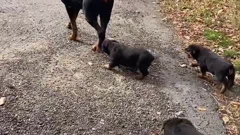 MOTHER DOG LEAD PUPPY'S WALKING AROUND THE YARD