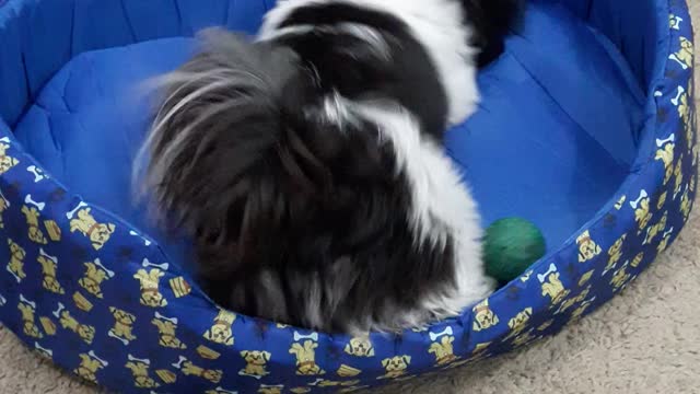 MOLEKINHO HAVORATH SHOWING HIS TOYS (Part 1) #my9shihtzu