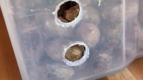 Mason Bee Day 4 Part 1