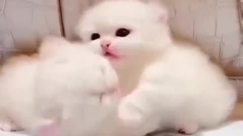 Cute Kittens are playing..