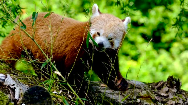 || Beautiful Panda eating ||