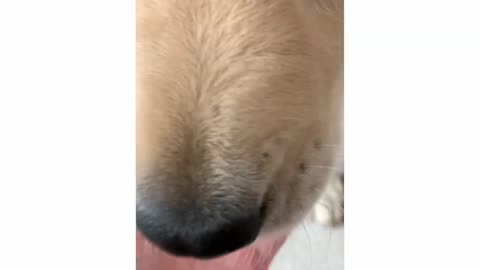 .Golden Retriever Puppy Tries Mint