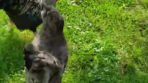 Rooster loves his wife