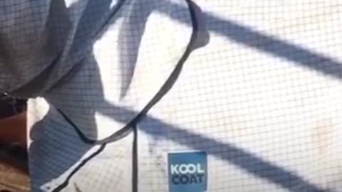 love of a cat and a horse