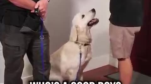 How to Get Your Dog to Stop Jumping on Guests at the Door!