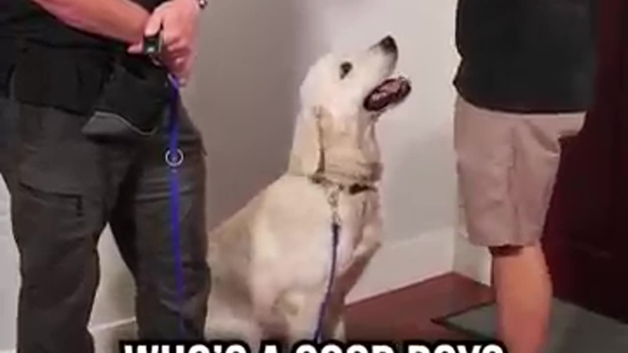 How to Get Your Dog to Stop Jumping on Guests at the Door!