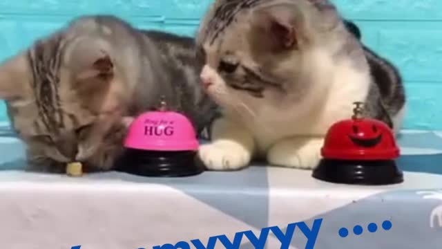 2 Lovely Cat, black cat, cats, funny cats, funny cat videos today