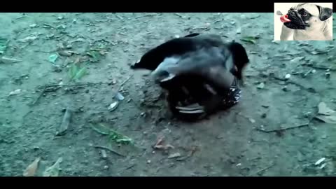 Funny Chickens Try Not To Laugh - Funniest Videos 2021