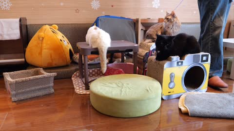 Cat sisters' daily life