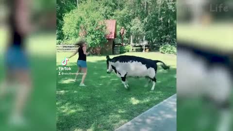 09.Best Funny Animal Videos Of The 2022 🤣 - Funny Wild And Farm Animals Videos 🐴🦍